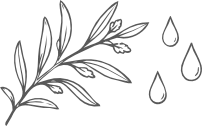 Botanical illustration